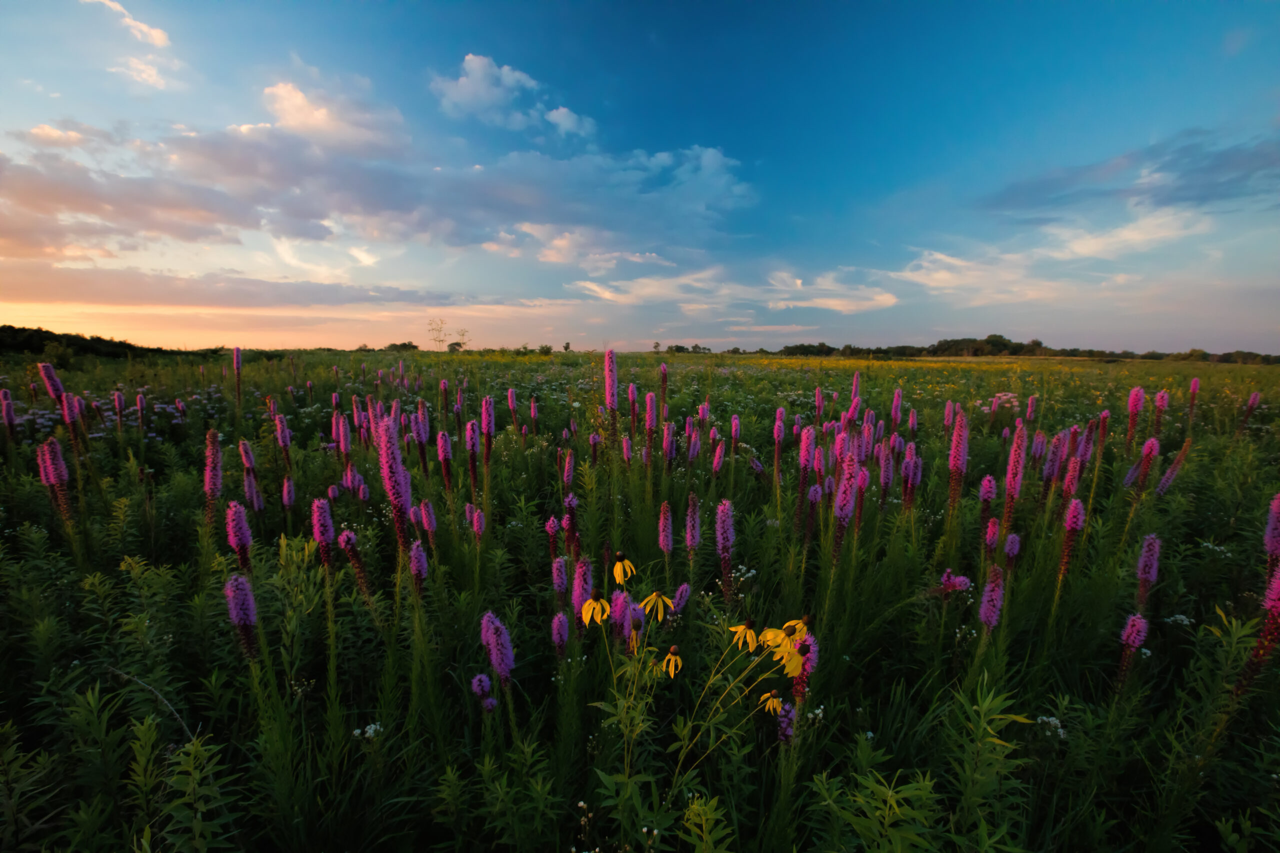 A beautiful orange and blue summer prairie sunset filled with purple, yellow, and white prairie flowers. Springbrook Prairie, Dupage County, IL