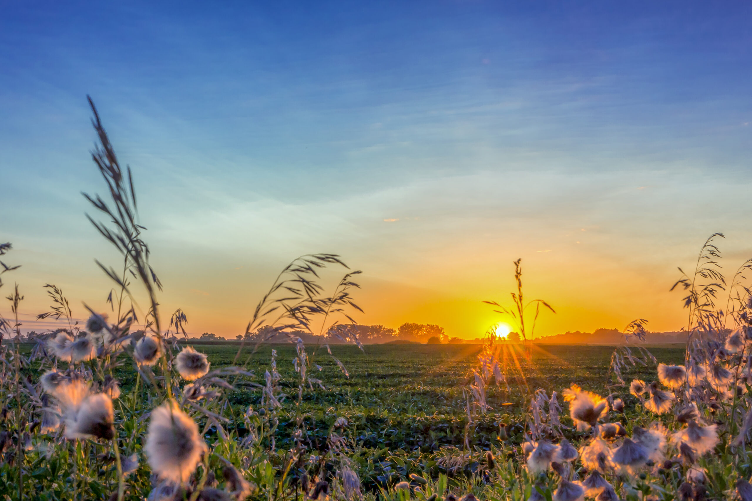 Travel Healthcare Jobs in Iowa The sun sets over an Iowa soybean farm during the summer