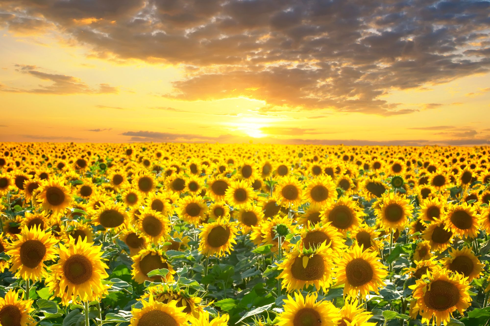 Sunflower field in Kansas at sunset